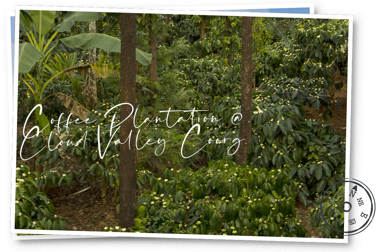 Cloud Valley, Coorg  |  The Coffee Plantation Life